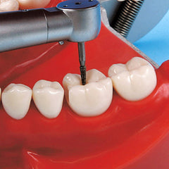 Sapien Typodont Teeth (Typhos)