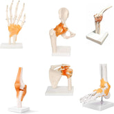 Human Joint Model Set Of 5 - Knee, Shoulder, Hip, Foot And Hand Joint Model