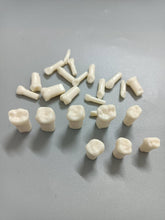 Sapien Pedo Typodont Teeth - (Pedo Typos)