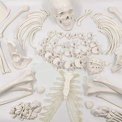 Disarticulated Human Skeleton Model - Premium Quality