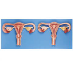 Fertilization Process Simulator