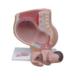 Pregnant Female Pelvis Section Model With Fetus