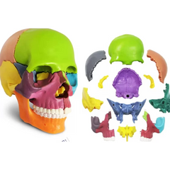 Osteopathic Skull Model -Premium Quality
