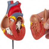 Human Heart Model (Numbered) with 2 Parts