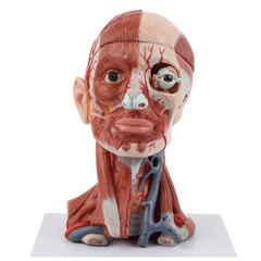 Anatomical Model Of Human Head with Neck, Brain & Muscles