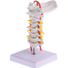 Cervical Spine With Neck Artery Model