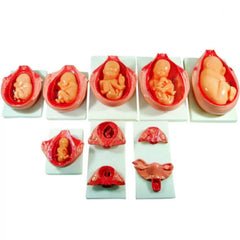 Fetus Development Process Anatomical Model