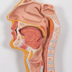 Digestive System Model