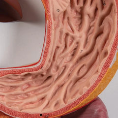 Digestive System Model