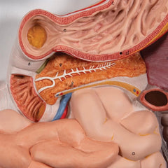 Digestive System Model