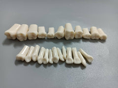 Sapien Pedo Typodont Teeth - (Pedo Typos)