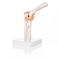 Elbow Joint Model With Ligaments - Life Size Anatomical Model