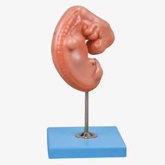 Embryo Model - Correct Anatomical Details