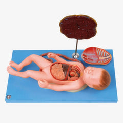 Fetus Viscus & Placenta Anatomical Model