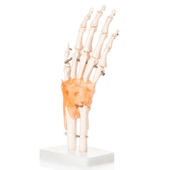 Hand Joint Model With Ligaments - Premium Quality