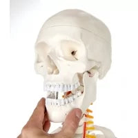 Human Skeleton Model (Articulated) 5.8 Feet