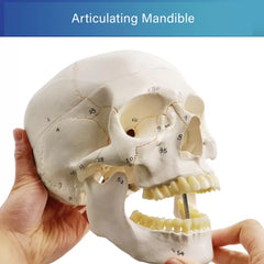 Human Skull Model - Life size (Numbered) with Highlighted Sutures And Study Manual