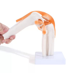 Knee Joint Model With Flexible Ligaments
