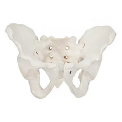 Male Pelvis Model - HomoSapiens