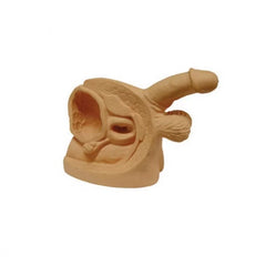 Male Genitals Anatomical Model