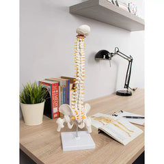 Human Spine Model 45cm Tall (Spinal/Vertebral Column Model) With Femur Heads