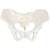 Female Pelvis Model For Teaching , Learning And Demonstration