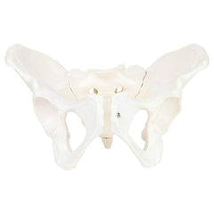 Female Pelvis Model For Teaching , Learning And Demonstration