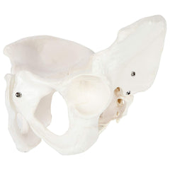 Female Pelvis Model For Teaching , Learning And Demonstration