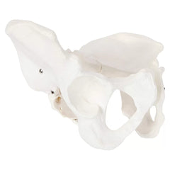 Female Pelvis Model For Teaching , Learning And Demonstration