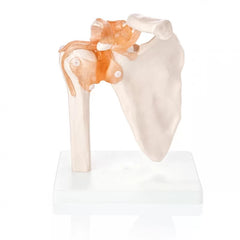 Human Shoulder Joint Model With Flexible Ligaments