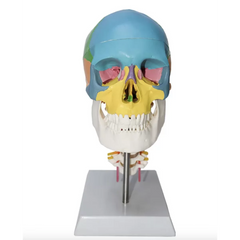 Coloured Skull With Cervical Model