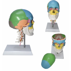 Coloured Skull With Cervical Model
