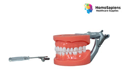 Nissin Cognate Typodont Jaw Set & Articulator