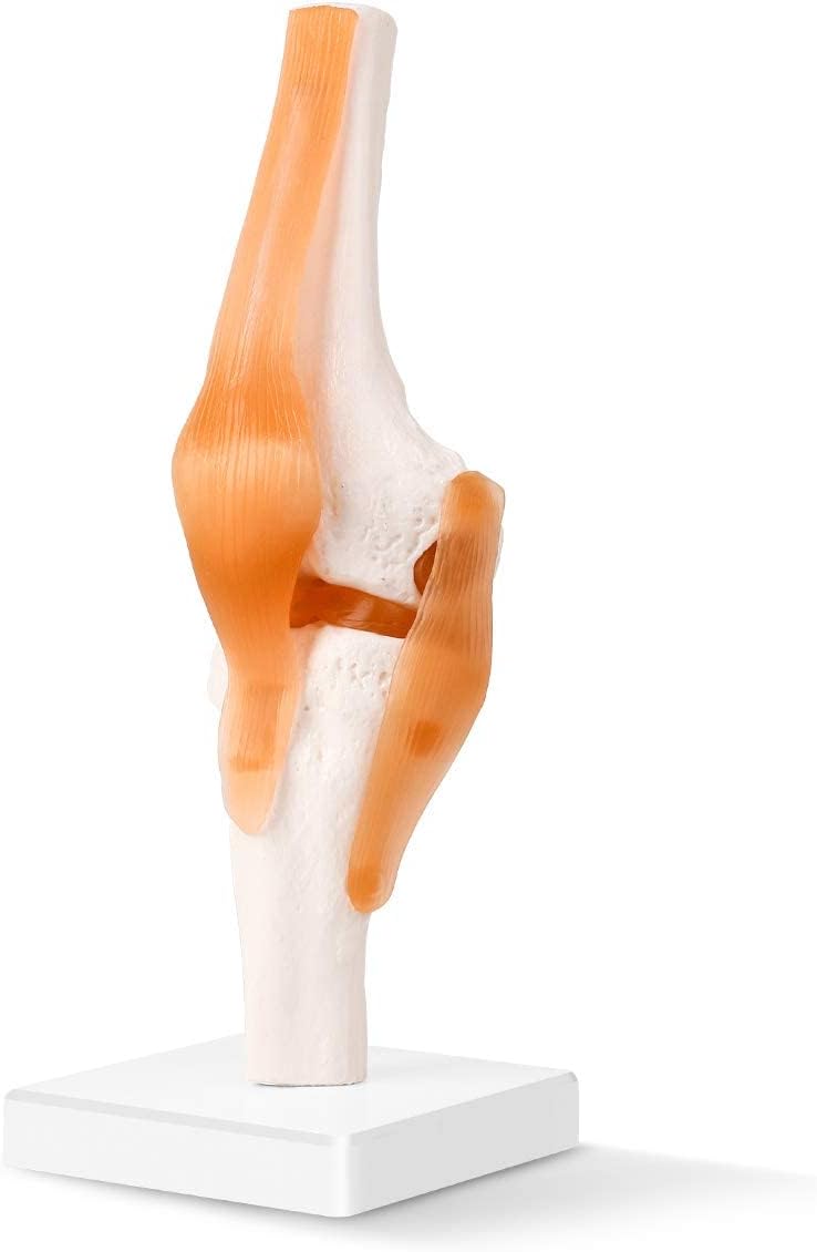 Human Joint Model Set Of 5 - Knee, Shoulder, Hip, Foot And Hand Joint Model