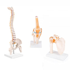 Spine Model, Knee Model, Shoulder Model - Set of 3 Items (Premium Medical Quality)