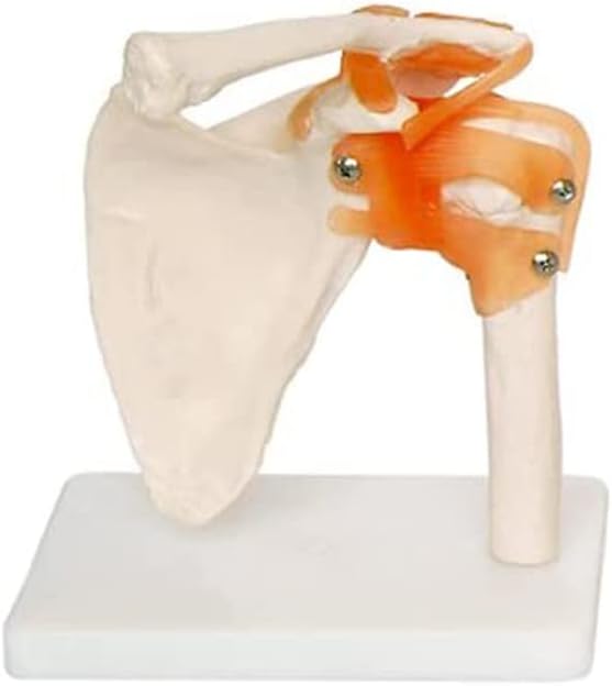 Human Joint Model Set Of 5 - Knee, Shoulder, Hip, Foot And Hand Joint Model