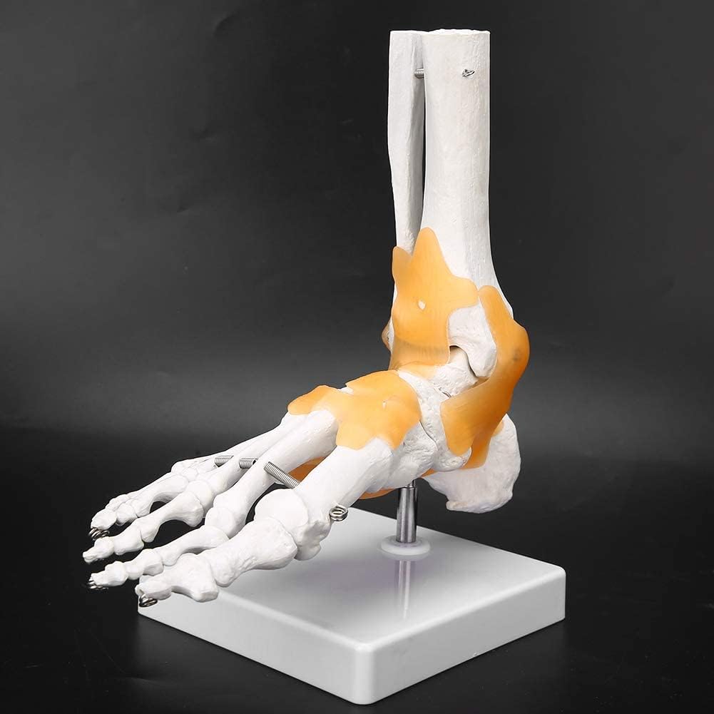 Human Joint Model Set Of 5 - Knee, Shoulder, Hip, Foot And Hand Joint Model