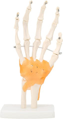 Human Joint Model Set Of 5 - Knee, Shoulder, Hip, Foot And Hand Joint Model