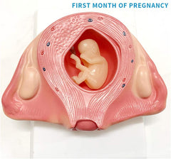 Development Process of Fetus Anatomical Model (Premium Quality)