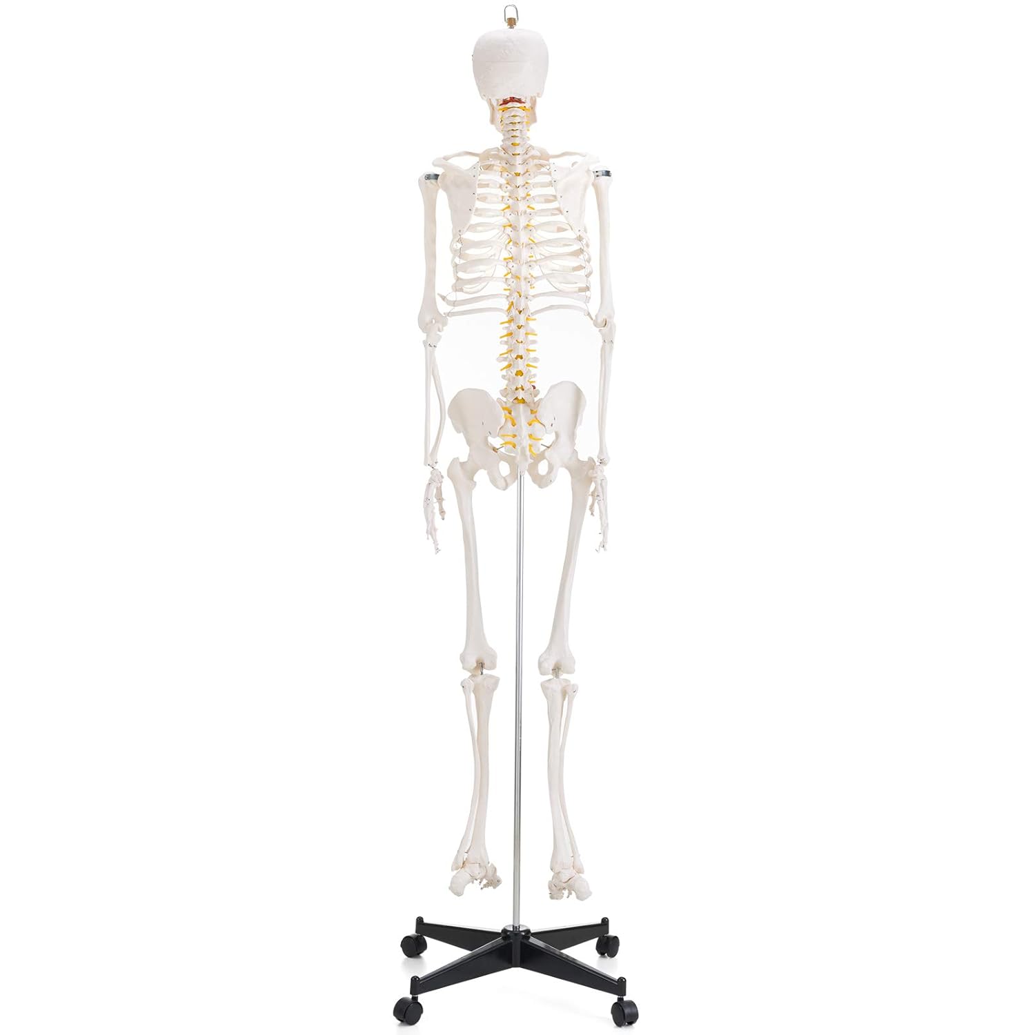 Mini-Human Skeleton Model (45 cms)