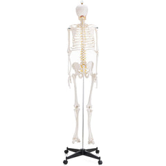 Mini-Human Skeleton Model (45 cms)