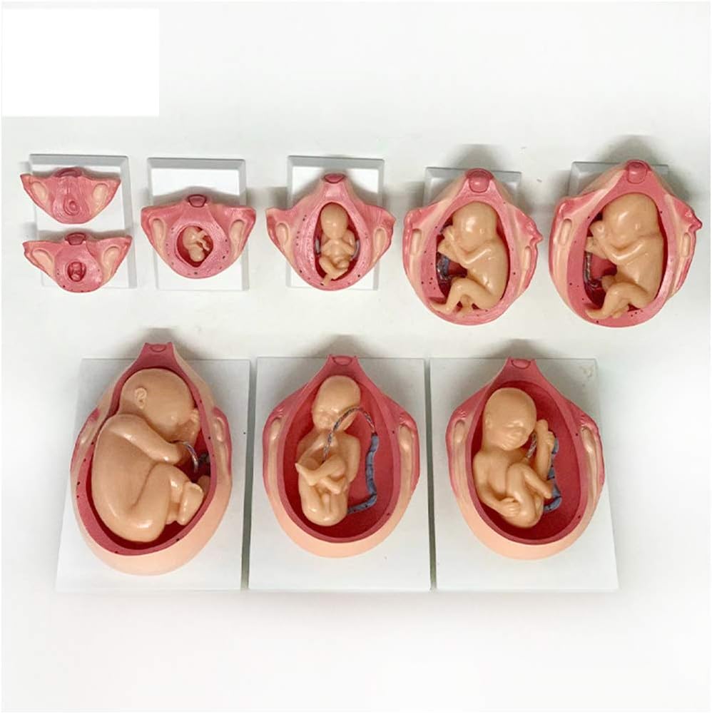 Development Process of Fetus Anatomical Model (Premium Quality)