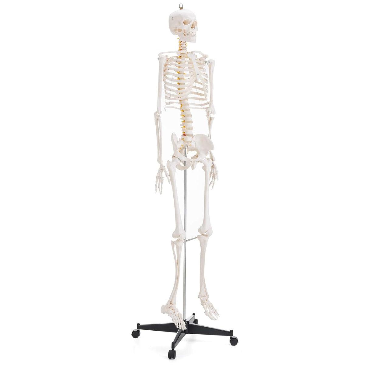 Mini-Human Skeleton Model (45 cms)