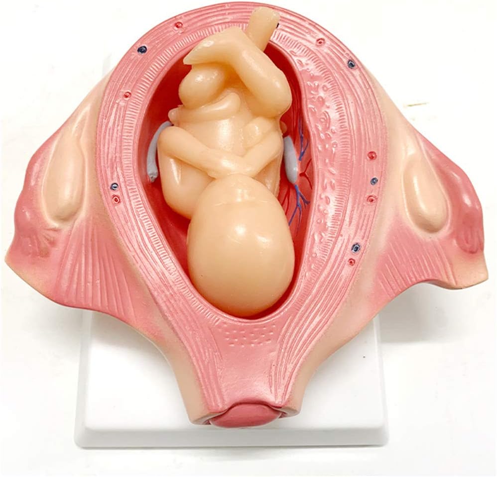 Development Process of Fetus Anatomical Model (Premium Quality)