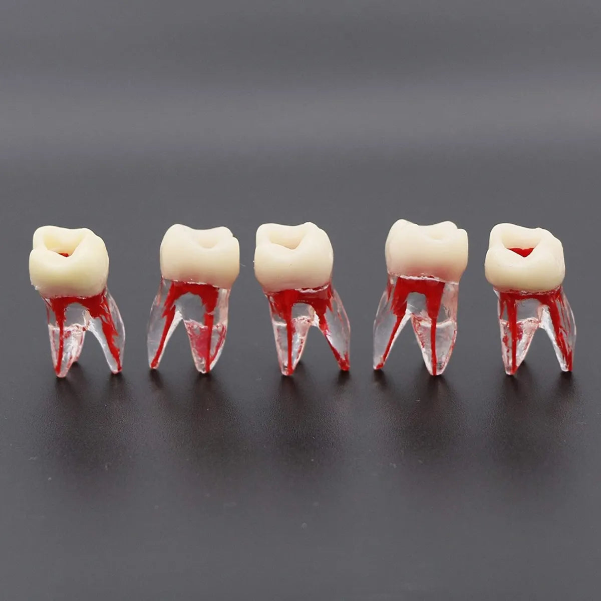 Tooth 26 Rct RCT Tooth Model (Root Canal Practice Model) – HomoSapiens