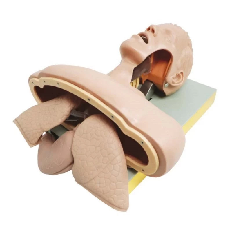 Airway Intubation Simulator