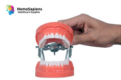 Nissin Cognate Typodont Jaw Set & Articulator