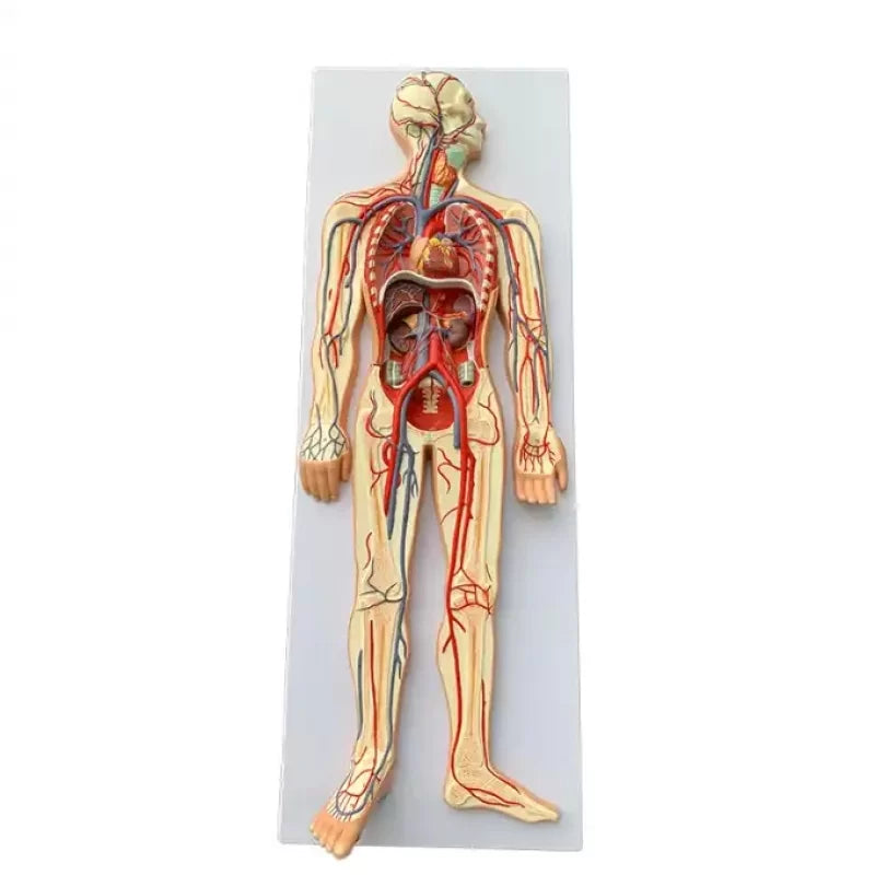 Circulatory System Model On Board