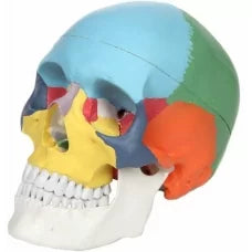 Adult Skull (Coloured) Life-Size Model