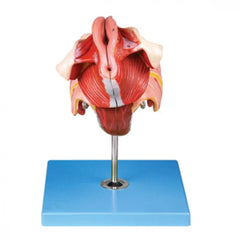 Female Genital Organ Model With Precise Anatomical Details